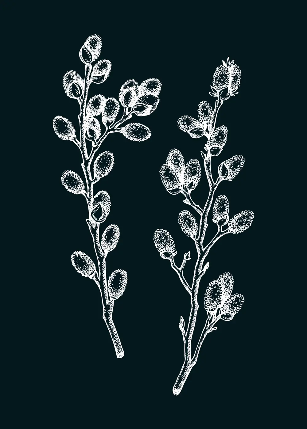 Willow blossom sketch in engraved style. Flowering branches with flowers and buds. Two white contoured floral drawing on chalkboard. Botanical vector illustration of spring tree.  Illustration